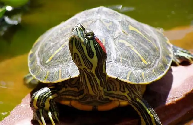 巴西龟可以用酒精消毒吗