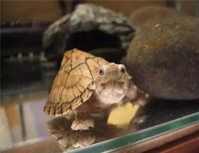 虎纹泥龟能长多大 虎纹泥龟可以长多大