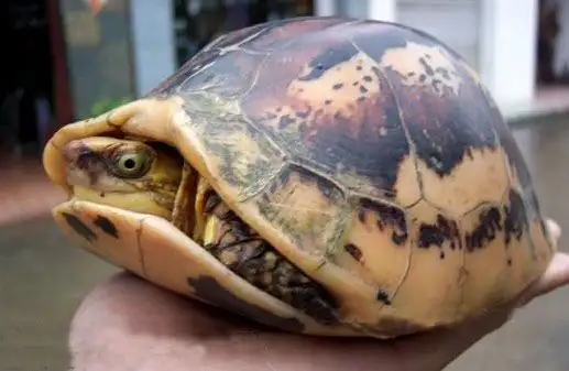 黄额闭壳龟能活多久