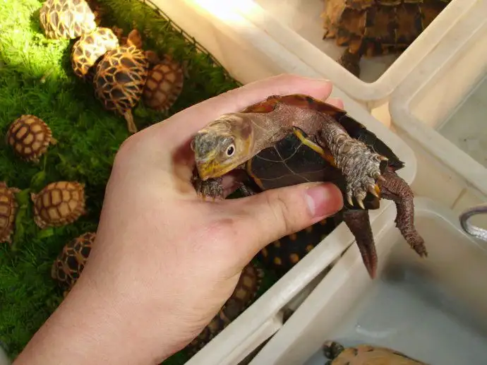 枫叶龟是国家几级保护 枫叶龟保护级别