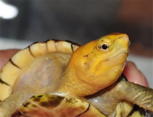 怎么区分红面蛋龟和白唇蛋龟
