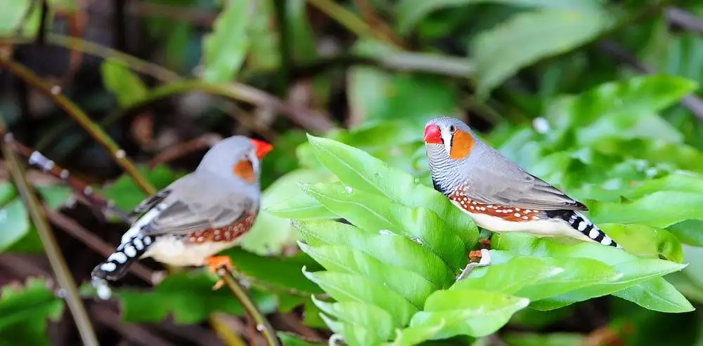 胸斑草雀怎么分公母 斑胸草雀怎么辨别公母
