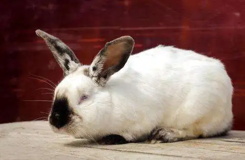 加利福尼亚兔的繁殖 加利福尼亚兔多大能繁殖