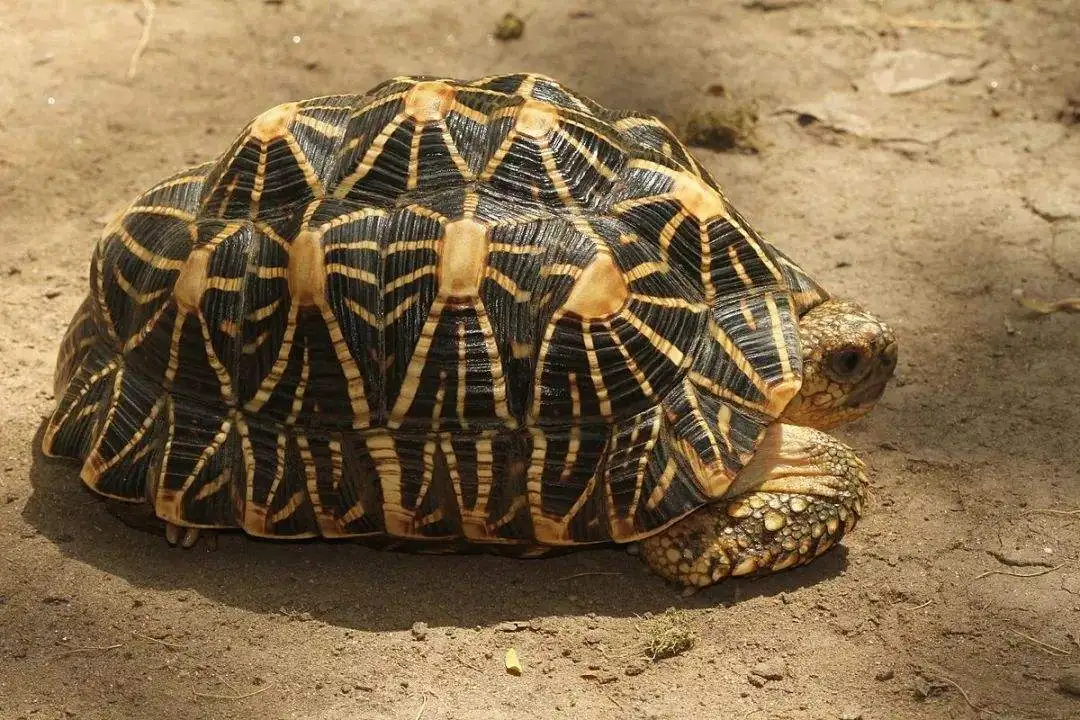 印度星龟喜欢吃什么