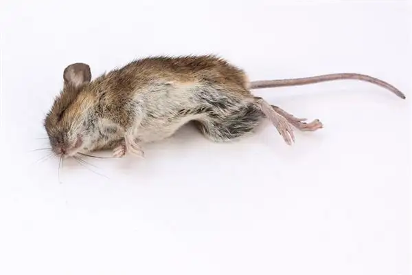 梦见死老鼠是什么预兆