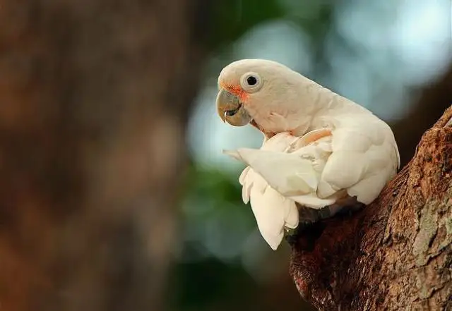 戈芬氏凤头鹦鹉是怎么筑巢