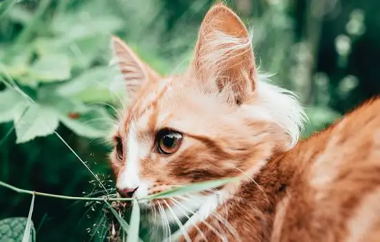 金吉拉属于哪个品种 金吉拉属于哪个品种的猫