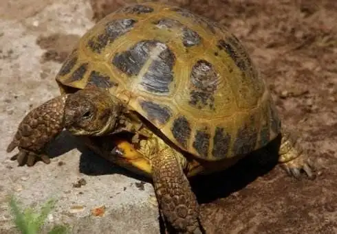 四爪陆龟喜欢吃什么
