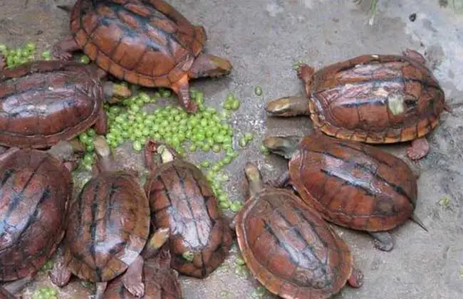 金钱龟和草龟的区别