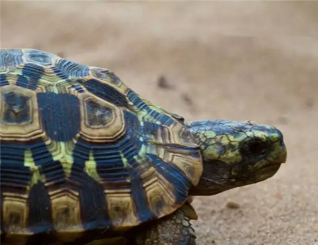钟纹折背陆龟属于国家保护动物吗