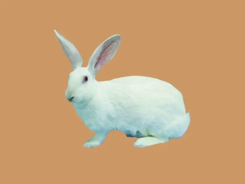 中国白兔和家兔的区别