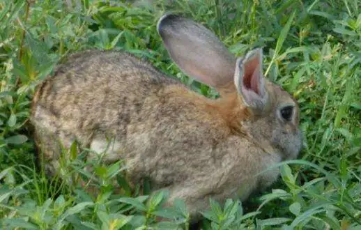 比利时兔是杂交兔吗