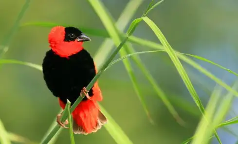 红寡妇鸟价格 红寡妇鸟的饲养方法