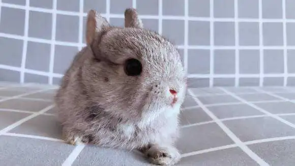 金吉拉侏儒兔多少钱一只 金吉拉侏儒兔值多少钱