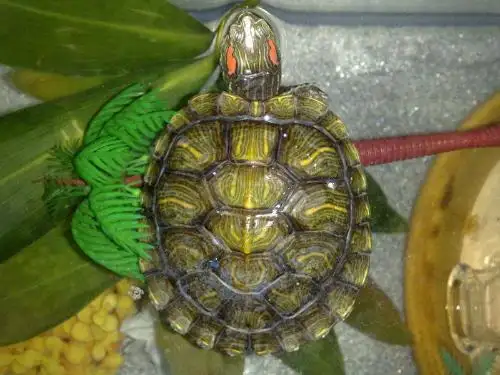 巴西红耳龟冬眠吗 巴西红耳龟什么时候冬眠