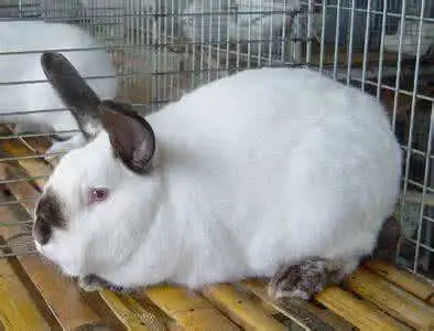伊拉兔能长多重 伊拉兔有多重
