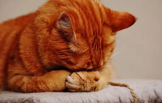一只橘猫的寿命有多久 一般橘猫的寿命有多长