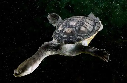 长身蛇颈龟是保护动物吗