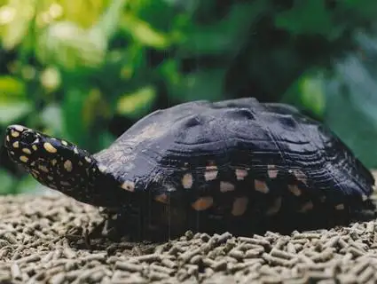 黑池龟怎么养 黑池龟的饲养