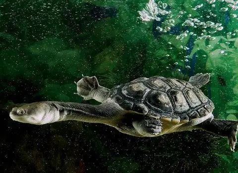 巨蛇颈龟寿命 巨蛇颈龟的寿命