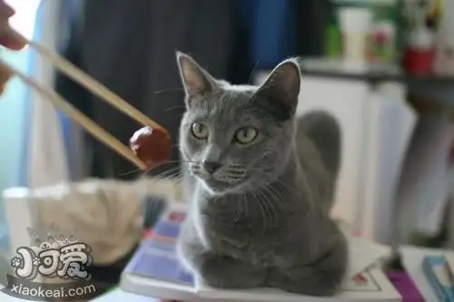如何训练沙特尔猫用猫砂 沙特尔猫猫砂使用教学