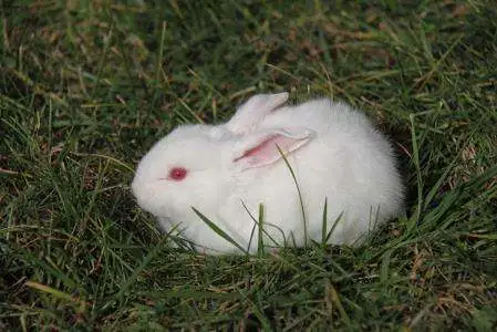 中国白兔繁殖方式