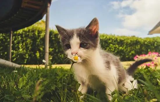 幼猫什么时候可以吃猫粮 一个半月的幼猫可以吃猫粮