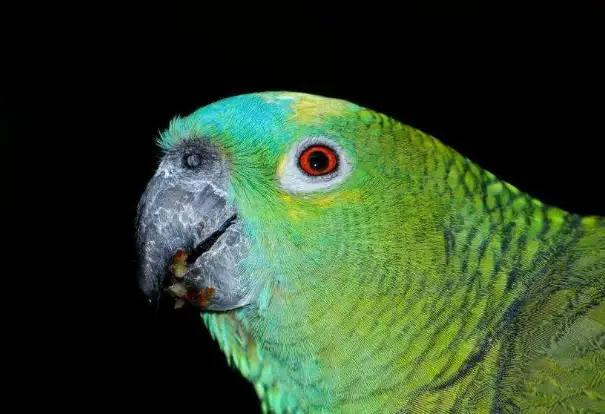蓝顶亚马逊鹦鹉怎么养 蓝顶亚马逊鹦鹉的饲养