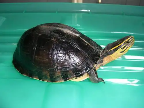 马来闭壳龟寿命 马来闭壳龟的寿命多长
