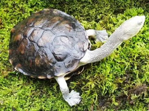 长颈龟是深水龟吗