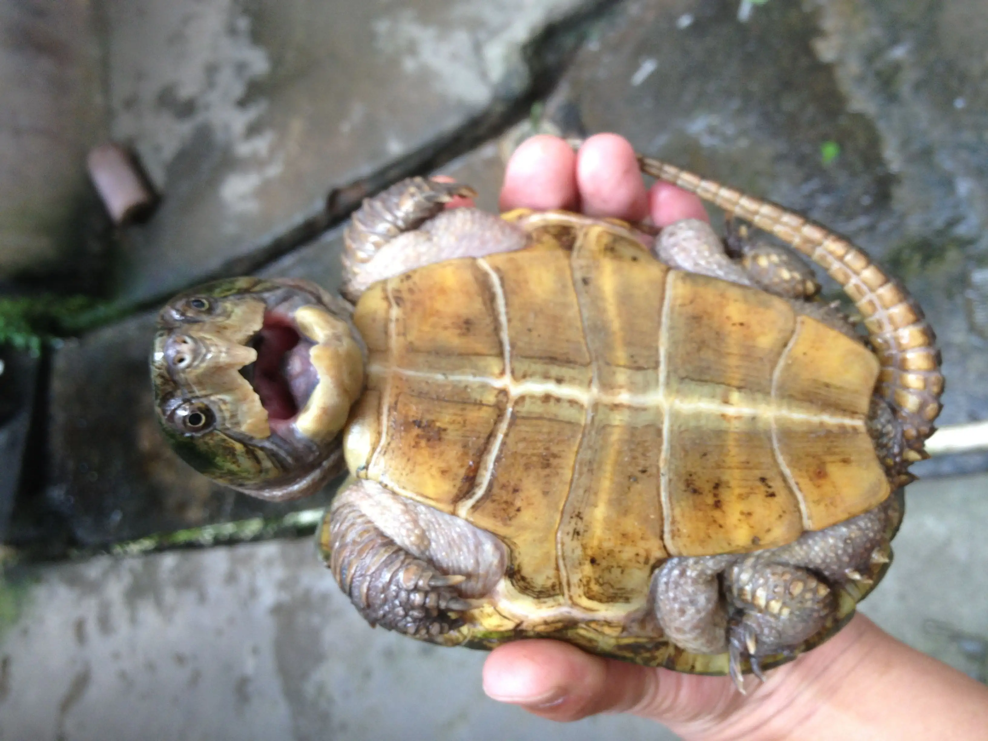 平胸龟是国家几级保护动物 平胸龟保护级别
