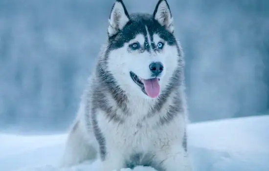 雪橇犬有几种