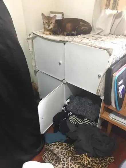 猫为什么喜欢躲在衣柜子里面 猫为什么喜欢躲在柜子上