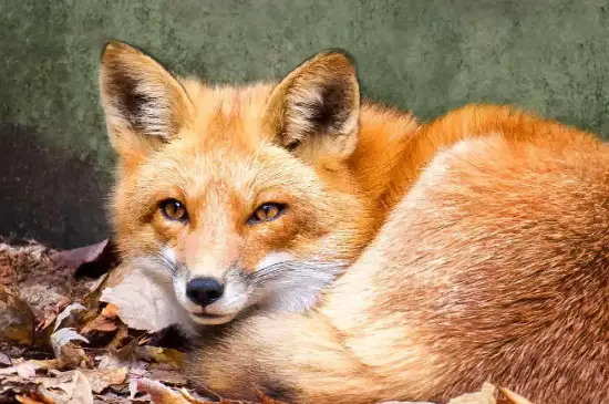 狐狸喜欢吃什么 狐狸喜欢吃的食物