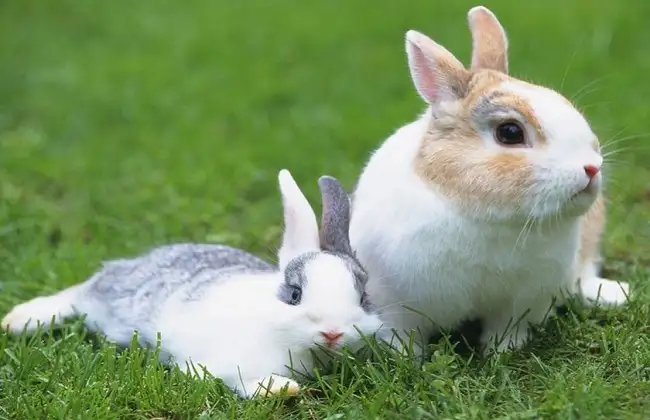兔子总是打喷嚏是怎么回事