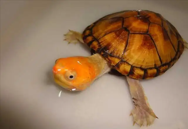 红面泥龟可以喂冻虾仁吗