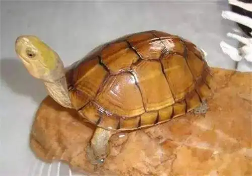 黄喉拟水龟可以水养吗
