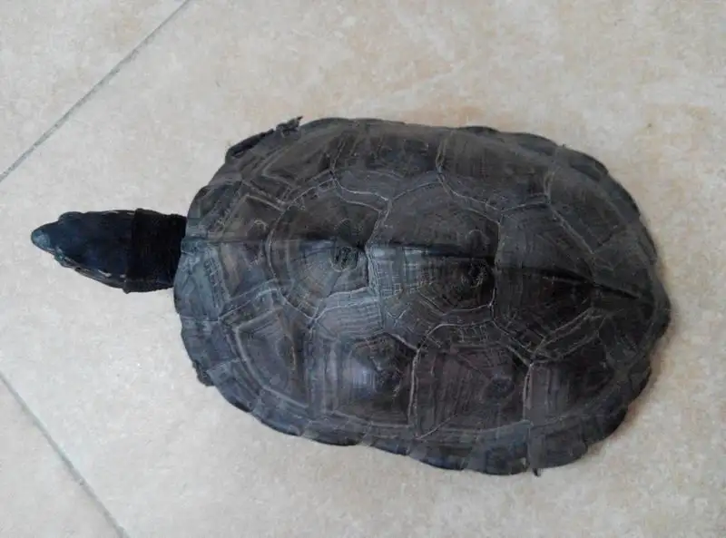 黑颈乌龟能活多少年 黑颈乌龟能活多少岁