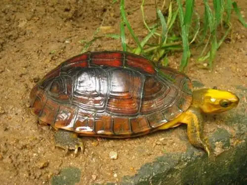 食螺龟是深水龟吗 食螺龟是不是深水龟